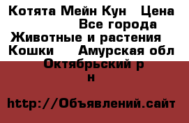 Котята Мейн Кун › Цена ­ 15 000 - Все города Животные и растения » Кошки   . Амурская обл.,Октябрьский р-н